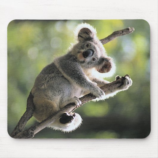 Koala-Bär Mousepad (Vorne)