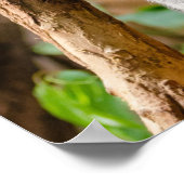 Koala Bär Poster (Ecke)