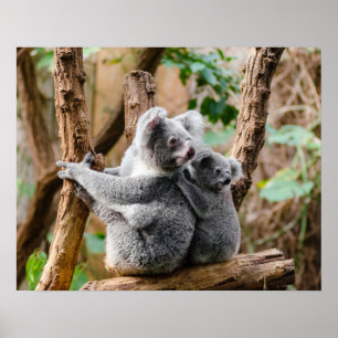 Koala Bär Poster