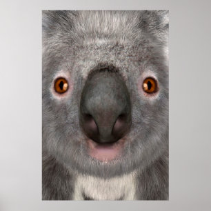 Koala Bär Poster