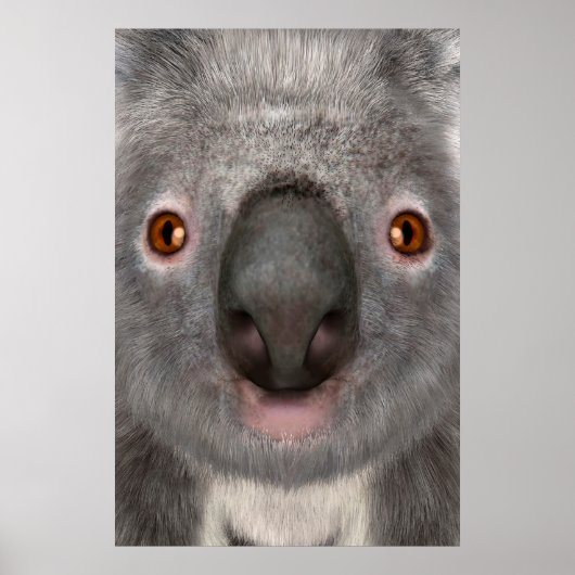 Koala Bär Poster (Vorne)