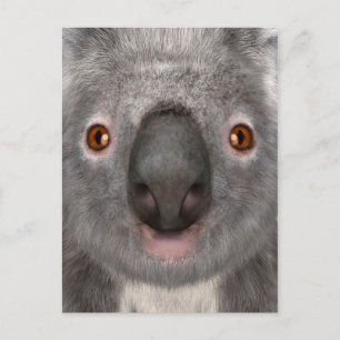 Koala Bär Postkarte