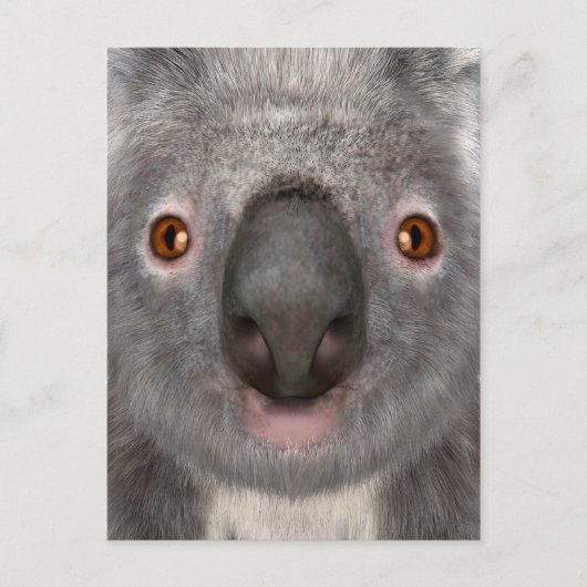 Koala Bär Postkarte (Vorderseite)