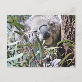 Koala Bär Postkarte