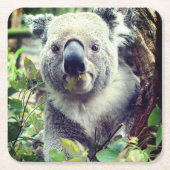 Koala-Bär Rechteckiger Pappuntersetzer (Vorderseite)