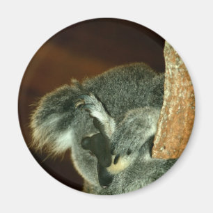 Koala Bär, Schlafen mit Pfote über dem Gesicht Magnet