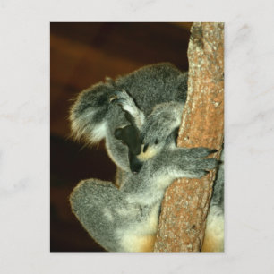 Koala Bär, Schlafen mit Pfote über dem Gesicht Postkarte