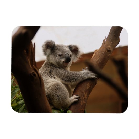 Koala Bär sitzt in Tree, Australien Magnet (Horizontal)