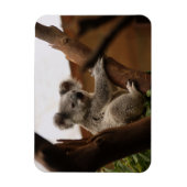Koala Bär sitzt in Tree, Australien Magnet (Vertikal)