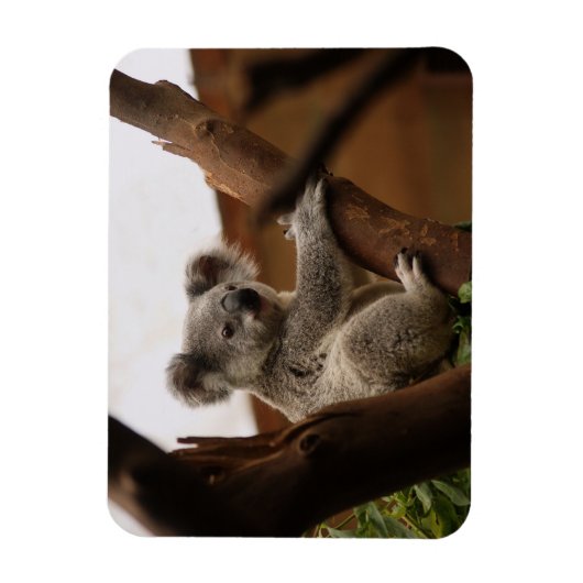 Koala Bär sitzt in Tree, Australien Magnet (Vertikal)
