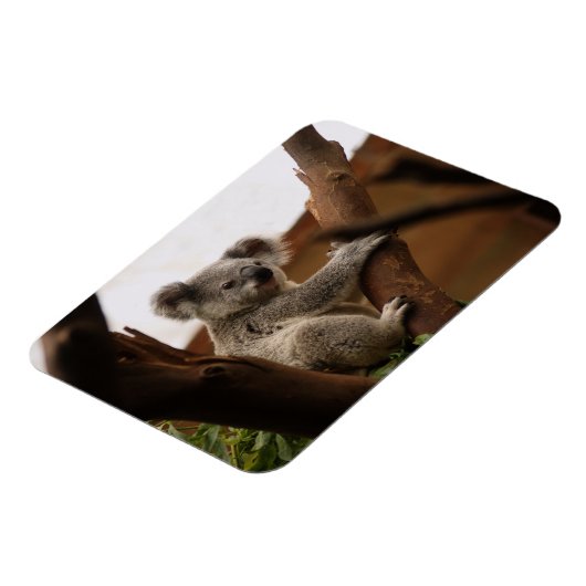 Koala Bär sitzt in Tree, Australien Magnet (Linke Seite)
