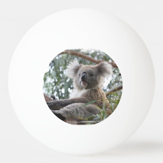 Koala-Bär Tischtennisball (Rückseite)