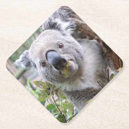 Koala-Bär Untersetzer (Vorderseite)