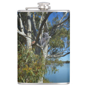 Koala-Bären, die in Gummi-Baum schlafen, Flachmann