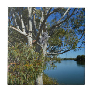 Koala-Bären, die in Gummi-Baum schlafen, Fliese