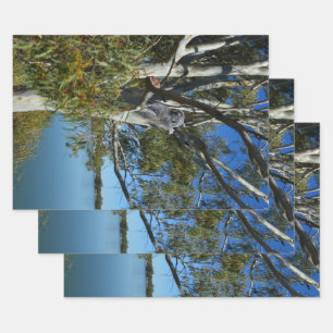 Koala-Bären, die in Gummi-Baum schlafen, Geschenkpapier Set