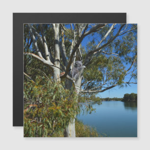 Koala-Bären, die in Gummi-Baum schlafen, Magnetkarte