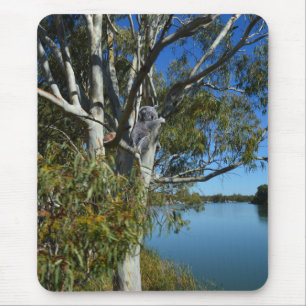Koala-Bären, die in Gummi-Baum schlafen, Mousepad