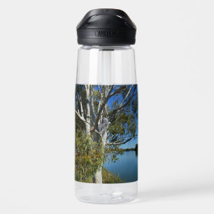 Koala-Bären, die in Gummi-Baum schlafen, Trinkflasche