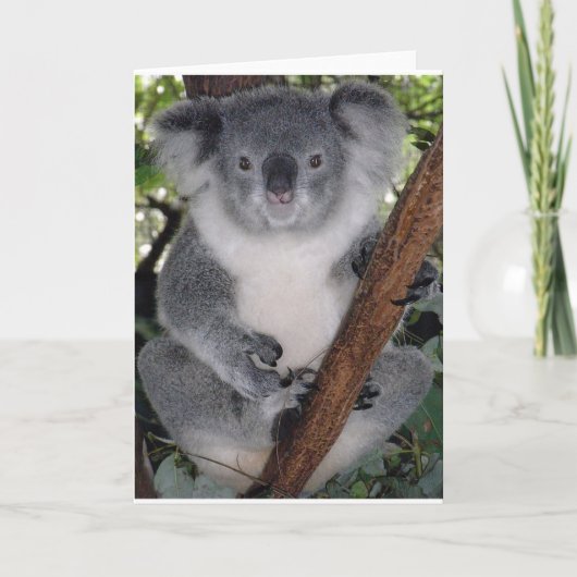 Koala-Bären Karte (Vorderseite)