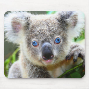 Koala-Bären Mousepad