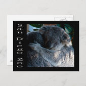 Koala-Bären Postkarte (Vorne/Hinten)