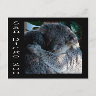 Koala-Bären Postkarte