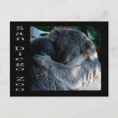 Koala-Bären Postkarte (Vorderseite)