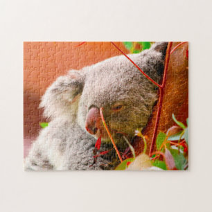 Koala-Bären. Puzzle