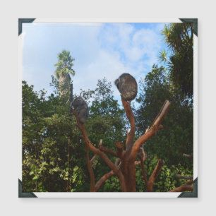 Koala-Bären schlafen in Bäumen, Magnetkarte