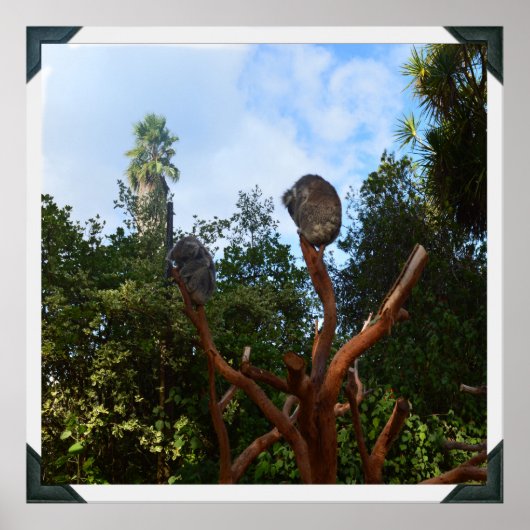 Koala-Bären schlafen in Bäumen, Poster (Vorne)
