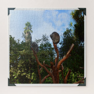 Koala-Bären schlafen in Bäumen, Puzzle