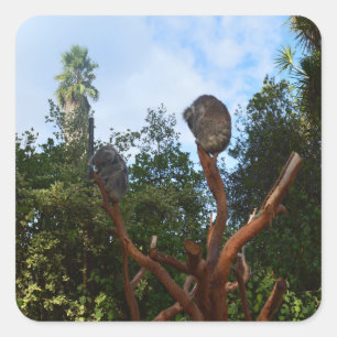 Koala-Bären schlafen in Bäumen, Quadratischer Aufkleber