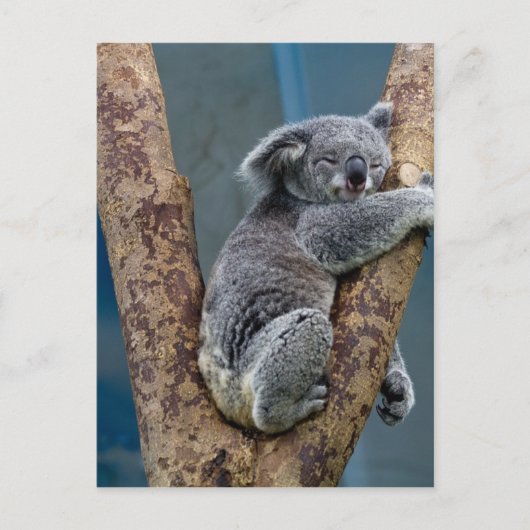 Koala Bären schlummern, die einen Baum umarmen Postkarte (Vorderseite)