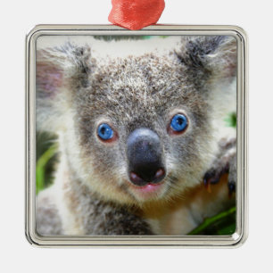 Koala-Bären Silbernes Ornament