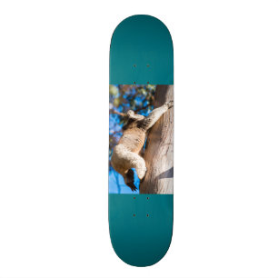 Koala-Bärenkletterbaum in Australien Skateboard