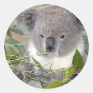 Koala-Bärn-Aufkleber Runder Aufkleber