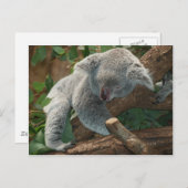 Koala-Bärn-Australien-Teddybär-Schlaf Postkarte (Vorne/Hinten)