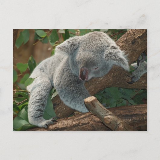 Koala-Bärn-Australien-Teddybär-Schlaf Postkarte (Vorderseite)