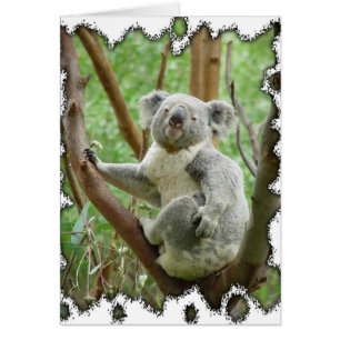 Koala-Bärn-Karte