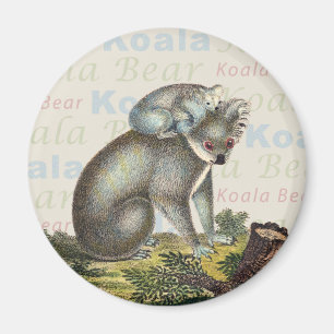 Koala-Bärn-Magnet Magnet