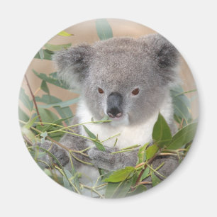 Koala-Bärn-Magnet Magnet