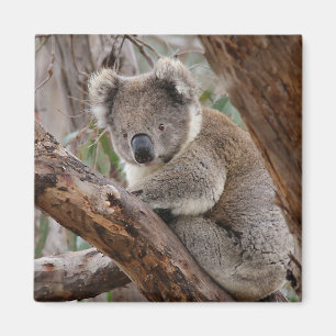 Koala-Bärn-Magnet Magnet