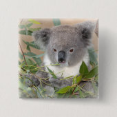 Koala-Bärn-Quadrat-Button Button (Vorderseite)
