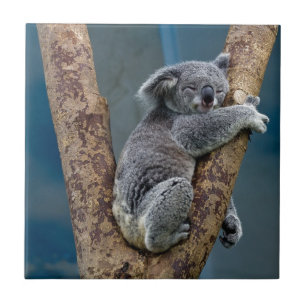 Koala-Bärn-Schlaf, der einen Baum umarmt Fliese