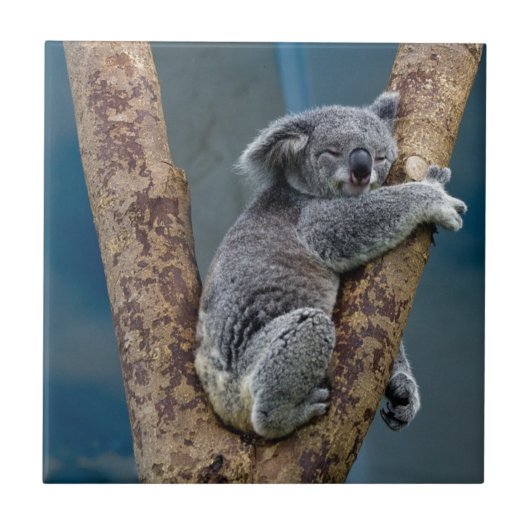 Koala-Bärn-Schlaf, der einen Baum umarmt Fliese (Vorderseite)