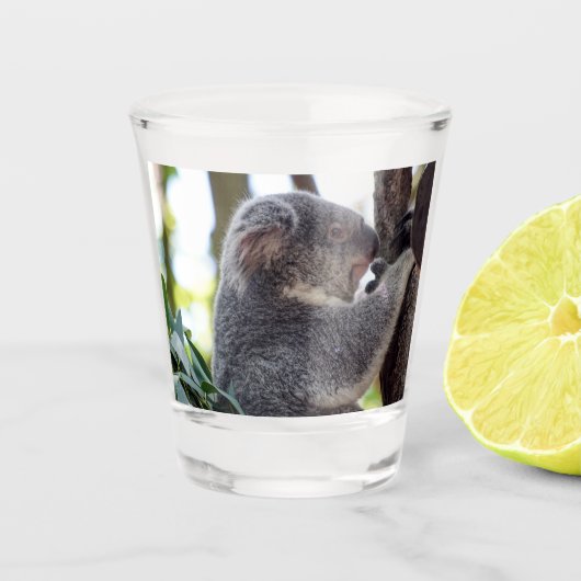 Koala-Bärn-Schnapsglas Schnapsglas (Vorderseite)