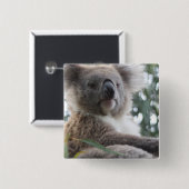 Koala-Bärn-Tatsachen-quadratisches Button (Vorne & Hinten)