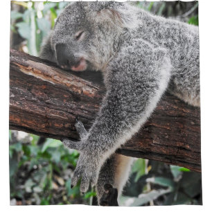 KOALA BÄRSCHLAFEN AUF BAUM DUSCHVORHANG