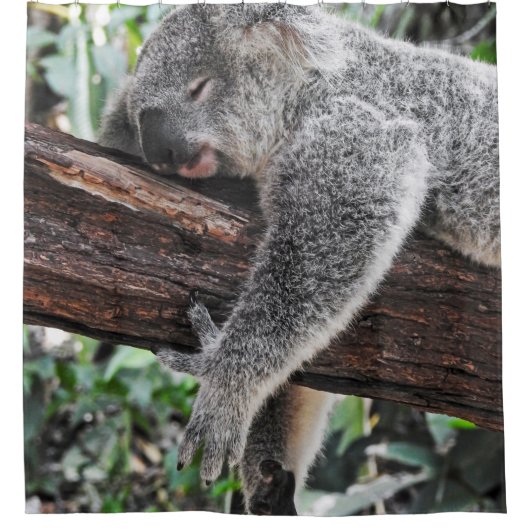 KOALA BÄRSCHLAFEN AUF BAUM DUSCHVORHANG (Vorderseite)